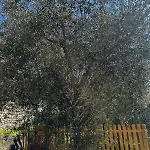 Lägenhet Casa Iris *